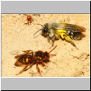 Nomada lathburiana - Wespenbiene w26b 10mm mit A-vaga - Halen.jpg